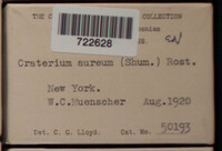 Craterium aureum image